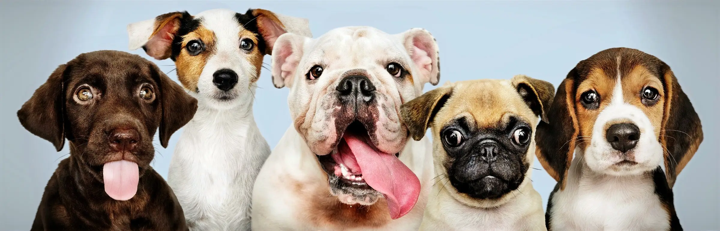 group portrait of adorable puppies