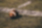 football on the ground
