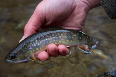 Pocono Mountains Native Brook Trout