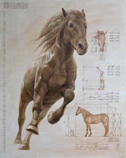 Intelligent Design. Stallion. Golden Ration in Creation.
