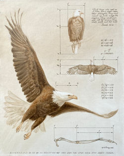 Intelligent Design. Eagle. Golden Ratio in Creation.