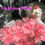Thumbnail: Pink Collection Satin Diamante Stack Bow Ankle Sock