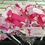 Thumbnail: Rosebud Tutu Romany Heavily Extra Frilly Lace Bow Socks
