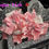 Thumbnail: Pink Collection Satin Diamante Stack Bow Ankle Sock