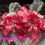 Thumbnail: Pink Collection Satin Diamante Stack Bow Ankle Sock