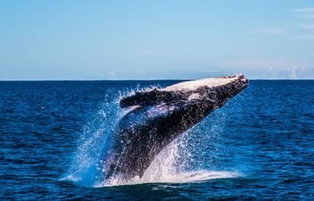 humpback whale breaching