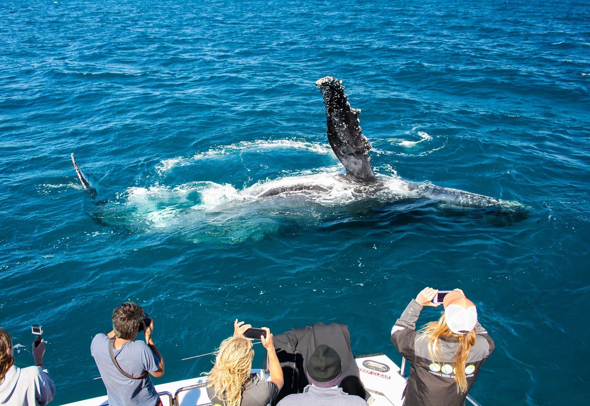 humpback whale pec slap on latitude 22