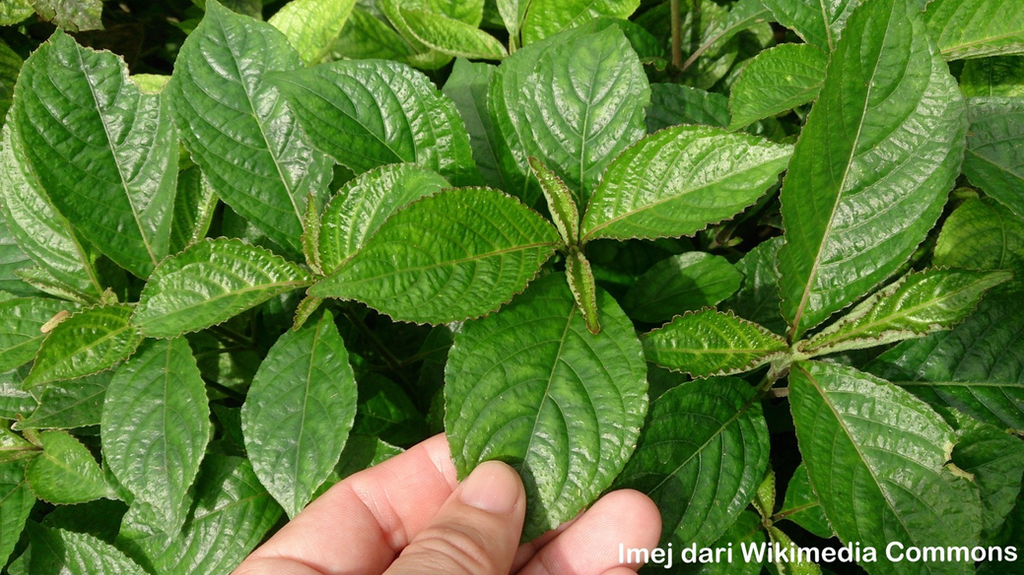 SIRI 61: ARTEMISININ, DARI HERBA, KEPADA HERBA