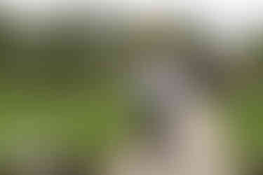 Drenagh estate wedding photographer