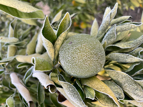 Out-of-Season cold wave turns into frost, damaging orange crops.