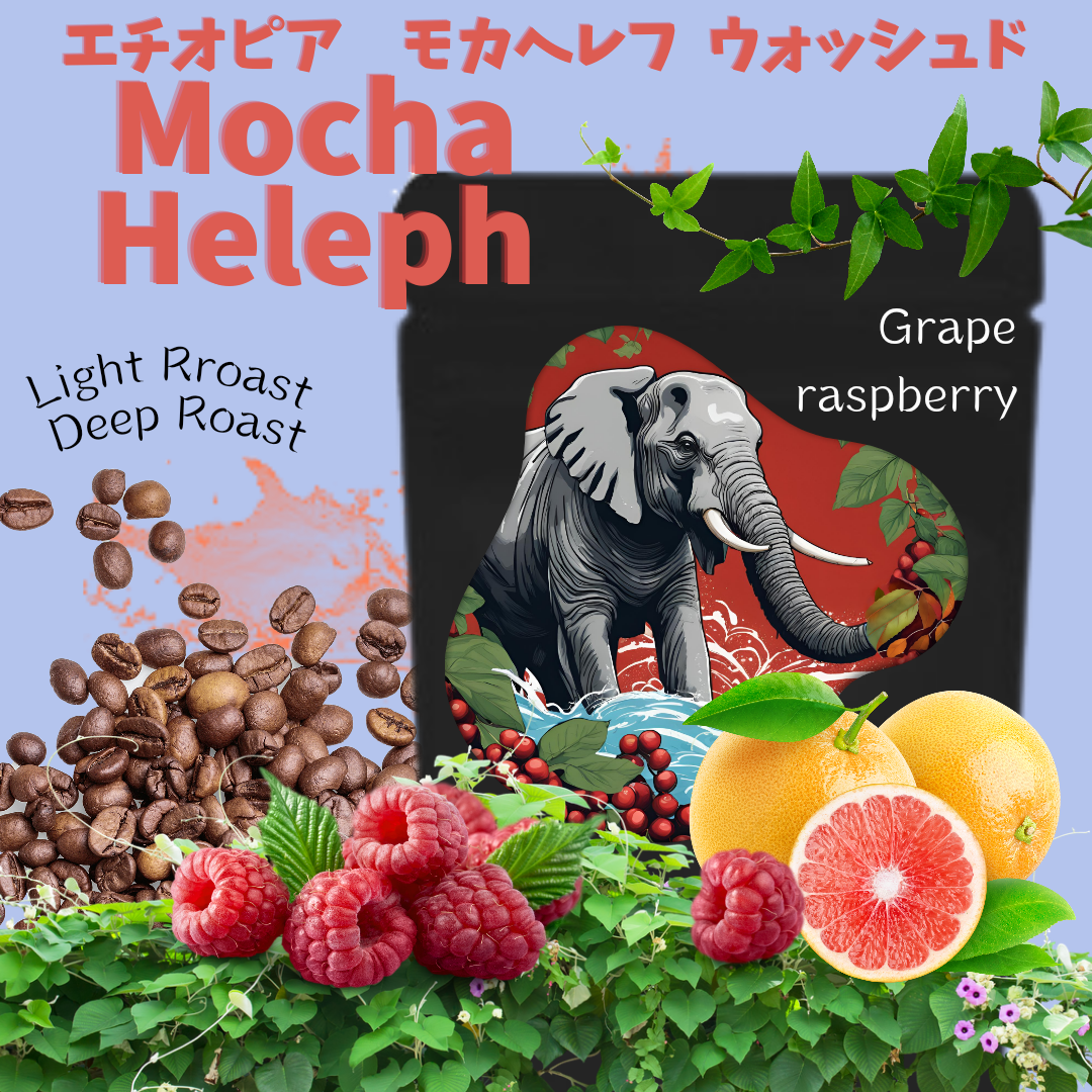モカ・ヘレフG１「ウォッシュド精製」