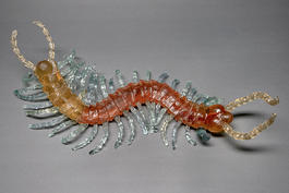 Giant Blue Centipede, by Dana Smith