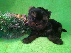 24831391_399513030462996_656422940630146302_o