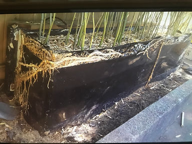 Removal Overgrown Planter.JPG