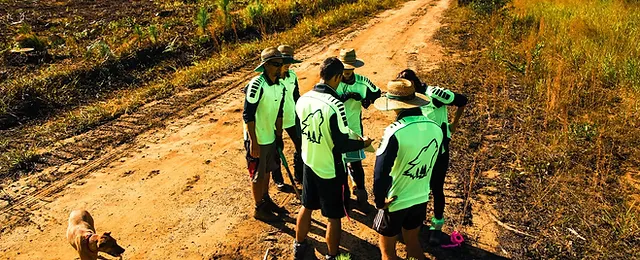 Home Timberwolf Planting