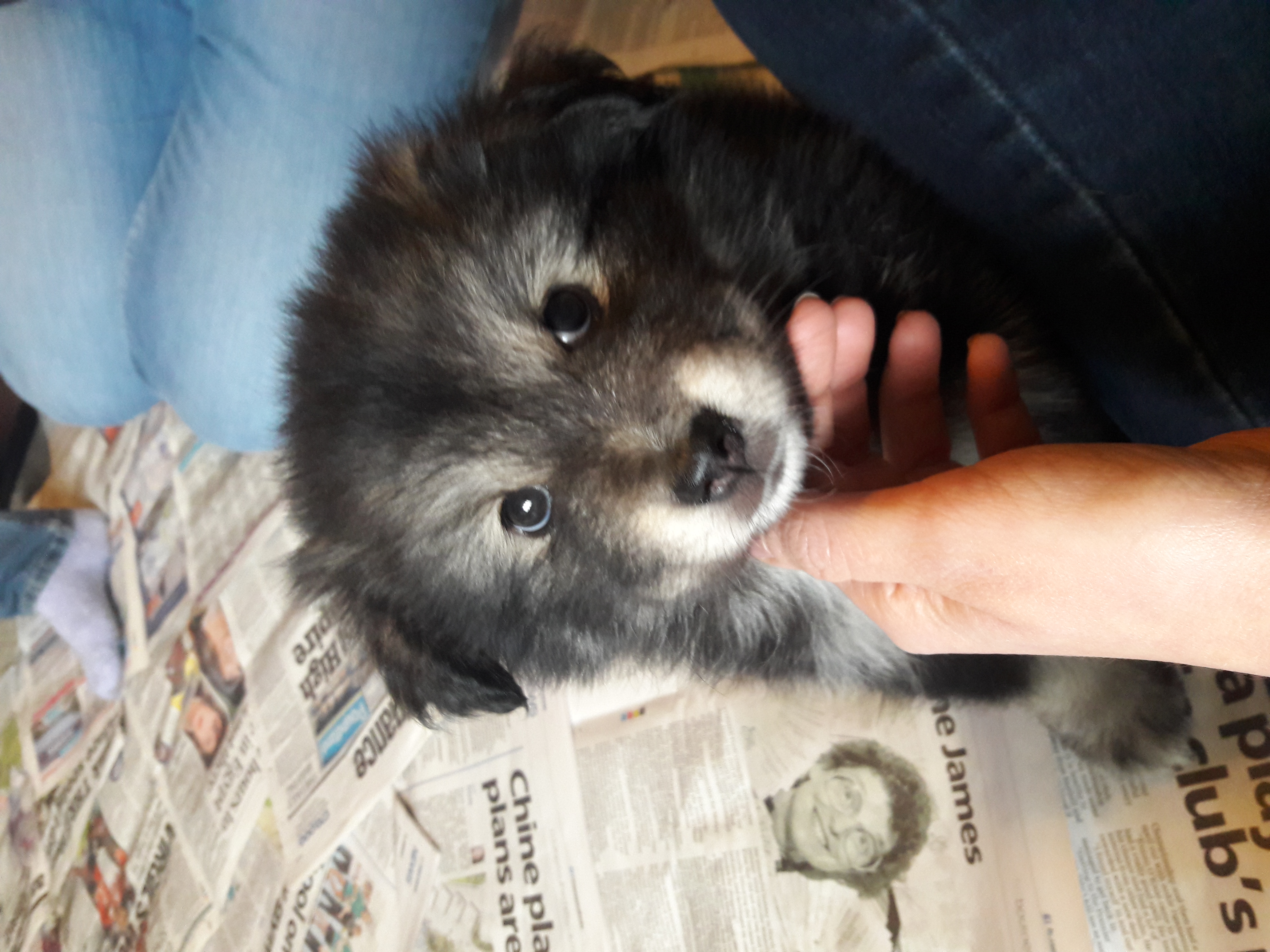 Morval Jasmine 7 weeks