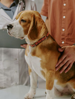 Five Questions to Ask Your Vet at Your Next Appointment