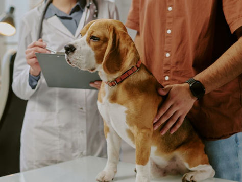 Five Questions to Ask Your Vet at Your Next Appointment
