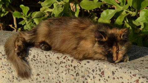 Deworming for Senior Pets: Why It's Crucial for Their Health
