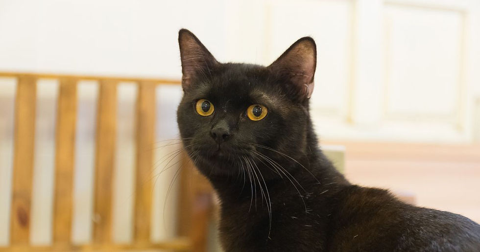 Black cat with striking yellow eyes looks intently at the camera. Wooden chair and light walls in the background.