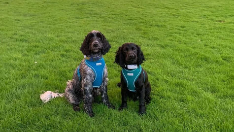 Best Dog Walks in Belfast: A Guide for Pet Owners