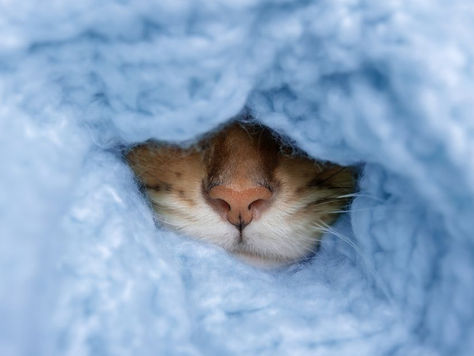 Beating the January Blues: Nurturing Your Senior Pet's Golden Years