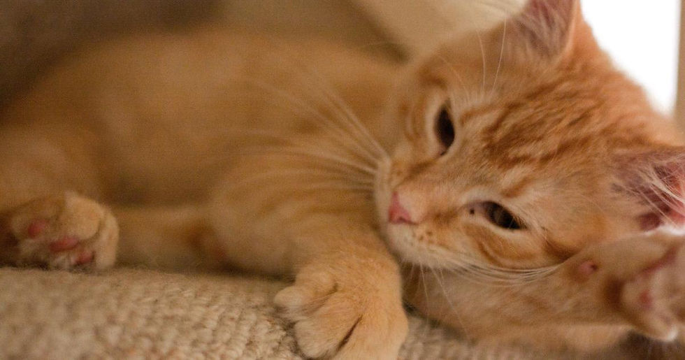 A ginger tabby cat laying on the carpet