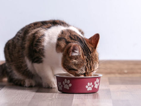 Wet vs. Dry Cat Food: What’s Healthiest for Cats?