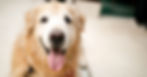 An old dog on a carpet