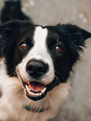 Why Your Pet’s Bad Breath Could Be a Bigger Issue