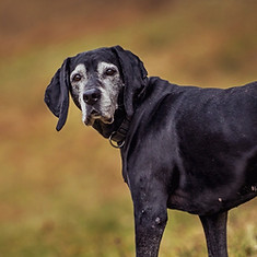 An elderly dog on a bank of grass looking back at the camera