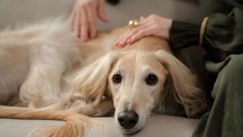 What That New Lump on Your Dog Might Be (And Why You Shouldn’t Ignore It)