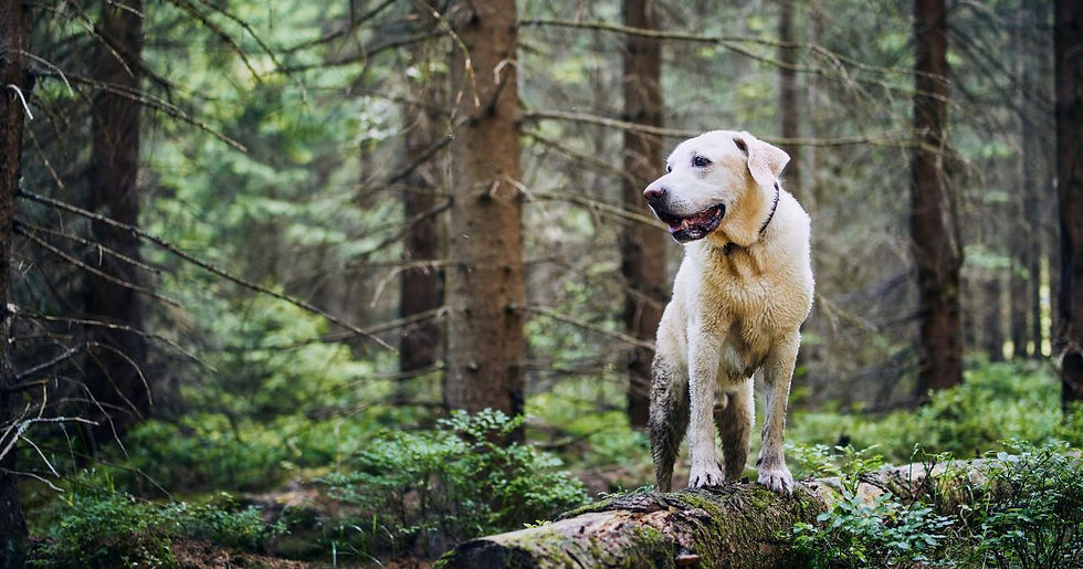 A yellow Labrador stands on a mossy log in a dense forest, looking alert and happy. Tall pine trees surround the dog, creating a serene mood.