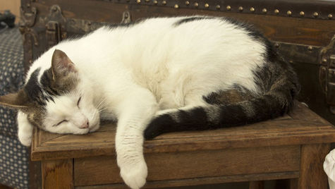 Why Has My Pet Changed After a Holiday? Stress, Age, and Hidden Health Issues