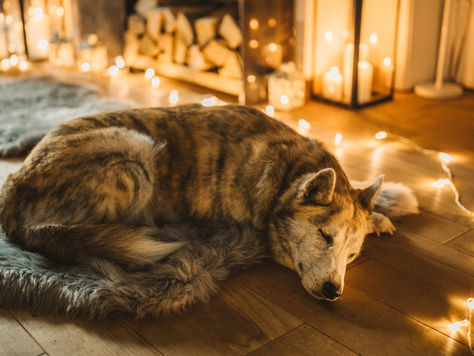 Winter Tips for Elderly Pets