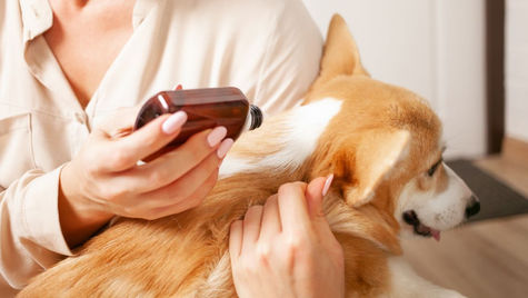 The Importance of Regular Flea Treatment in Senior Pets