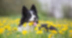 A dog laying in the grass in spring