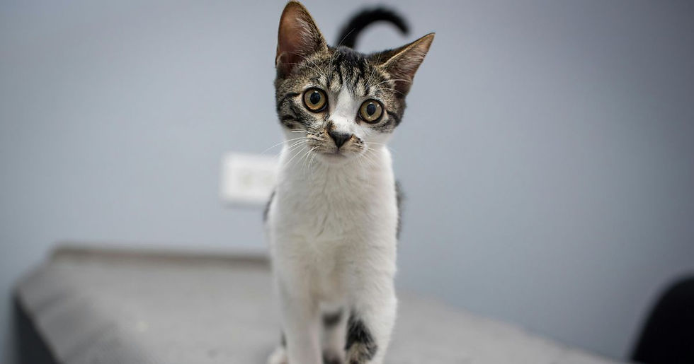 Tabby cat with wide eyes stands on a table against a light gray background, creating a curious and attentive mood.