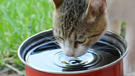 Summer at Home: Creating a Cool Environment for Elderly Pets