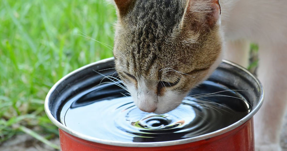Cat drinking from a red bowl filled with water. Vibrant green grass in the background. Peaceful and focused mood.