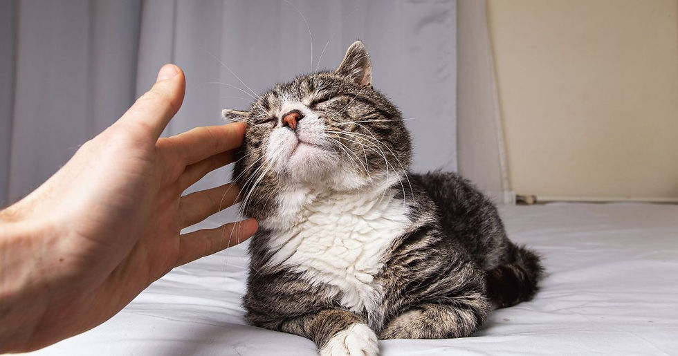 A cat with arthritis on a white bed