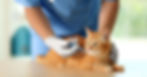 Cat Vaccinations