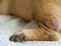 Lumps, Bumps, and Sudden Weight Loss in Senior Pets: When to Worry