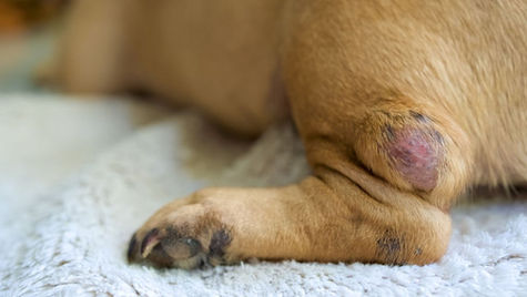 Lumps, Bumps, and Sudden Weight Loss in Senior Pets: When to Worry