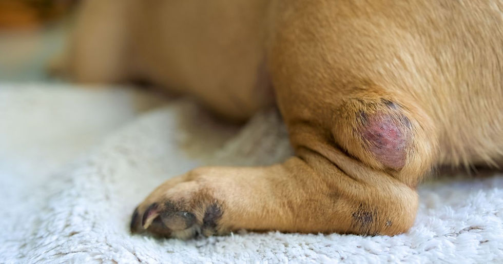 Dog's hind leg with a swollen, reddish lump on a soft white blanket, suggesting a possible injury or medical condition.