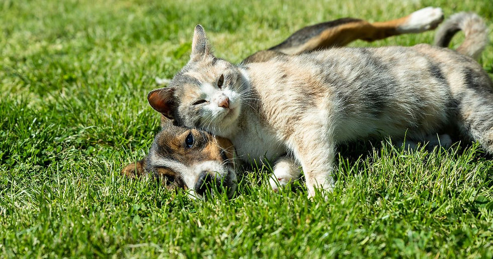 A cat and dog snuggle on green grass under bright sunlight, exuding warmth and tranquility.