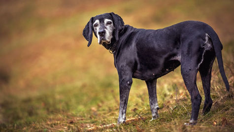 Signs Your Pet May Be Nearing End of Life