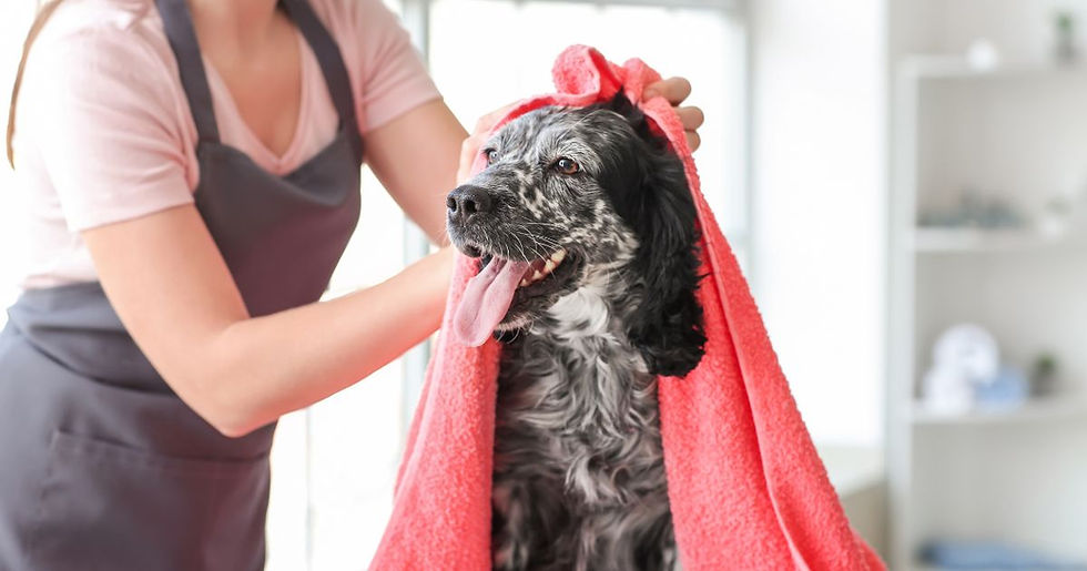Person drying a happy black and white dog with a bright red towel. Indoor setting with blurred background and soft light.