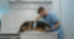 Vet in blue scrubs examines a resting dog on a clinic table using a stethoscope. Shelves with medical supplies in the bright background.