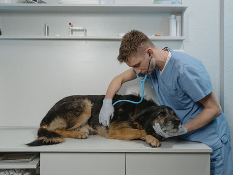 Latest Advances in Veterinary Oncology: What Pet Owners Should Know
